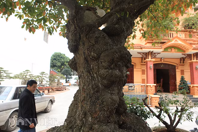 Anh Phan Toàn (TP. Việt Trì, Phú Thọ) chủ nhân của cây lộc vừng cho biết, cây lộc vừng này có tên “tích tụ phát lộc”, cây có tuổi đời rất cao, đặc biệt phần gốc cây nu (phình to) hơn 2m.