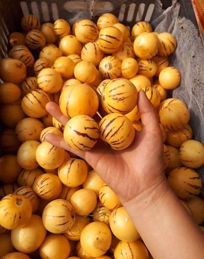Dan Viet tranh nhau mua dua pepino nhap khau tu Trung Quoc