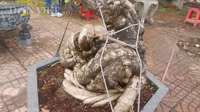 "Hiện đã có một số khách trả giá cây kiểng này gần 50 triệu đồng nhưng tôi chưa muốn bán mà chờ được giá cao hơn gia đình mới xuất vườn." ông Giám chia sẻ.