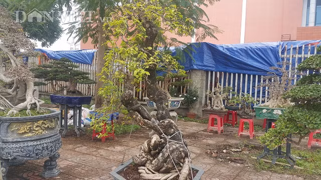 Cây hoa giấy gần 50 tuổi, thế song siêu ở Bình Định.