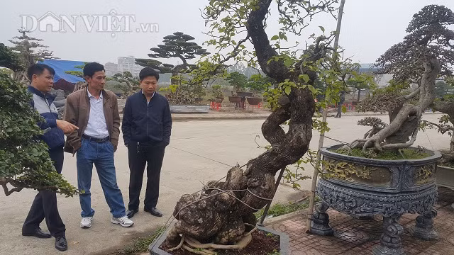 Hiện, cây kiểng có dáng cực đẹp này đang được nhiều dân chơi cây ở trong và ngoài tỉnh đến xem cây và hỏi mua.