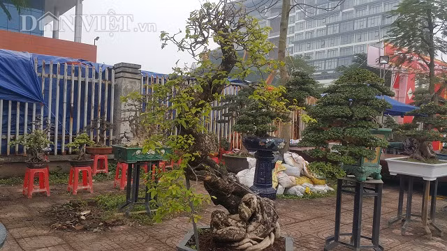 Cây có hai thân chính, với tay cành rất cân đối.