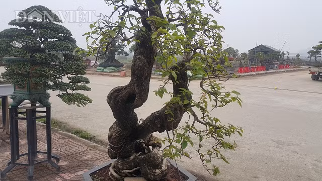Cây có thân bệ uốn lượn tương đối đẹp như hình con rồng.