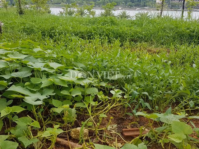 Phu Tho: Cong vien nghin ty thi cong xuyen the ky van do dang-Hinh-6