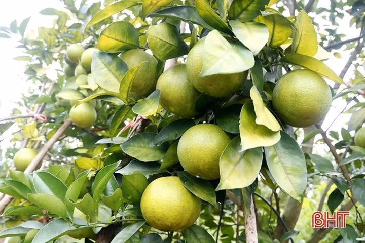 Vua cam ngon nhat Ha Tinh vao mua, hua hen cho thu 100 ty-Hinh-5