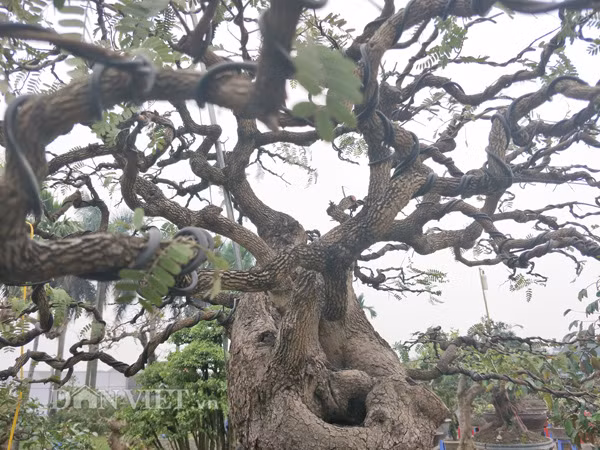 Các cành, tay me được anh Nam uốn, tỉa rất công phu.