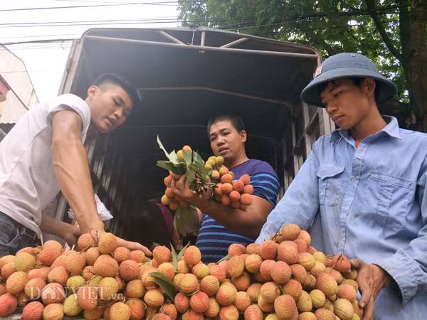 Tính đến hết ngày 25.6, huyện Lục Ngạn đã thu về 4.700 tỷ đồng từ quả vải.