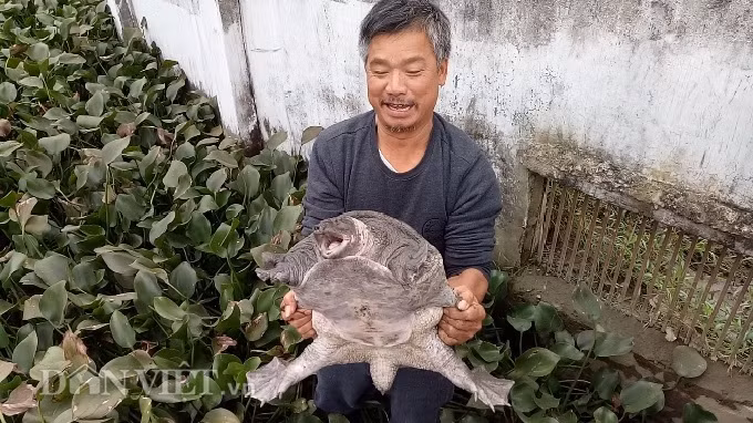 Ông Bùi Huy Ngọc cho biết: "Đối với ba ba gai thương phẩm, mùa đông này một ngày chỉ nên cho ăn một lần vào lúc chập tối".