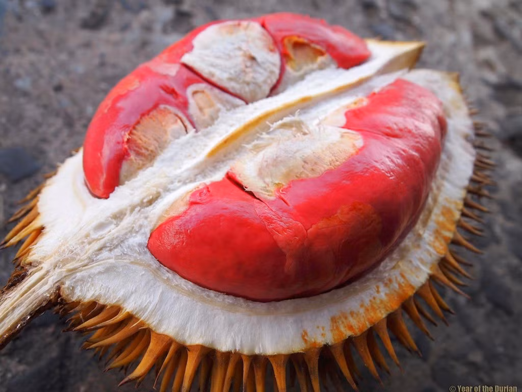 Xuất hiện nhiều trên mạng nhưng khi tìm mua ở các cửa hàng trái cây nhập khẩu đều không có bán loại sầu riêng ruột đỏ khác lạ này.