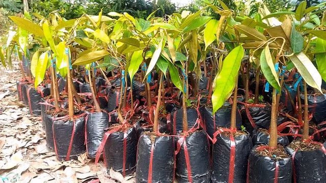 Giống cây sầu riêng ruột đỏ được rao bán giá tối thiểu 400.000 đồng mỗi cây tùy kích thước.