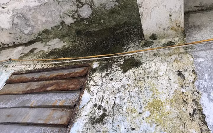 Ở các tầng, tình trạng thấm nước từ tầng trên xuống dưới diễn ra thường xuyên. Gần như phòng nào cũng xảy ra tình trạng này khiến rêu xanh mọc khắp tường. Ảnh: Dân Việt.