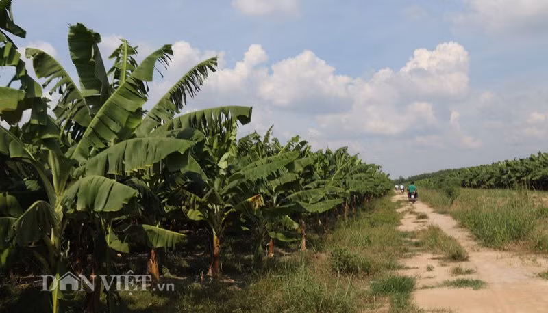 Sản phẩm chuối khủng sạch của "Hai Lúa" Long An được kiểm nghiệm chặt chẽ, đủ sức đi các thị trường khó tính, trong đó chủ yếu xuất khẩu sang các nước Trung Đông. Các thương gia ở Dubai đã tìm về tận khu vườn triệu đô của ông Huy và đã ký nhiều đơn hàng dài hạn. Hiện nay, giá chuối tại vườn được các công ty nhập khẩu trả từ 7.000 - 8.000 đồng/kg. Trong khi đó, giá chuối bán tại siêu thị khoảng 35.000 - 40.000 đồng/kg. Vườn chuối triệu đô rộng 70ha, nhân công đi chăm sóc chuối phải dùng xe gắn máy.