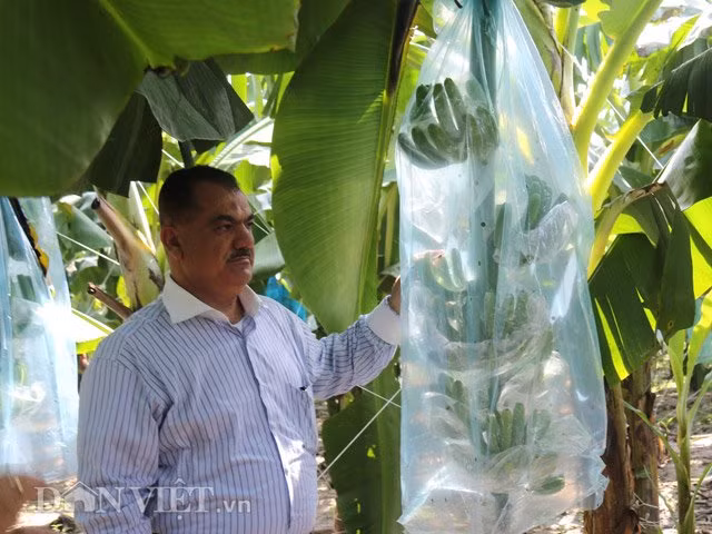 Sau khi cắt hoa đực, buồng chuối sẽ được “mặc áo” để chống dịch bệnh.