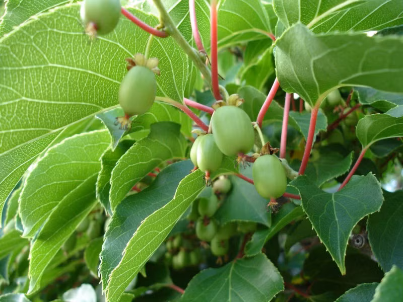 Đây là loại quả mới lạ, có kích cỡ và mùi vị khác hoàn toàn với các loại kiwi trước đây, được khách hàng rất ưa chuộng.