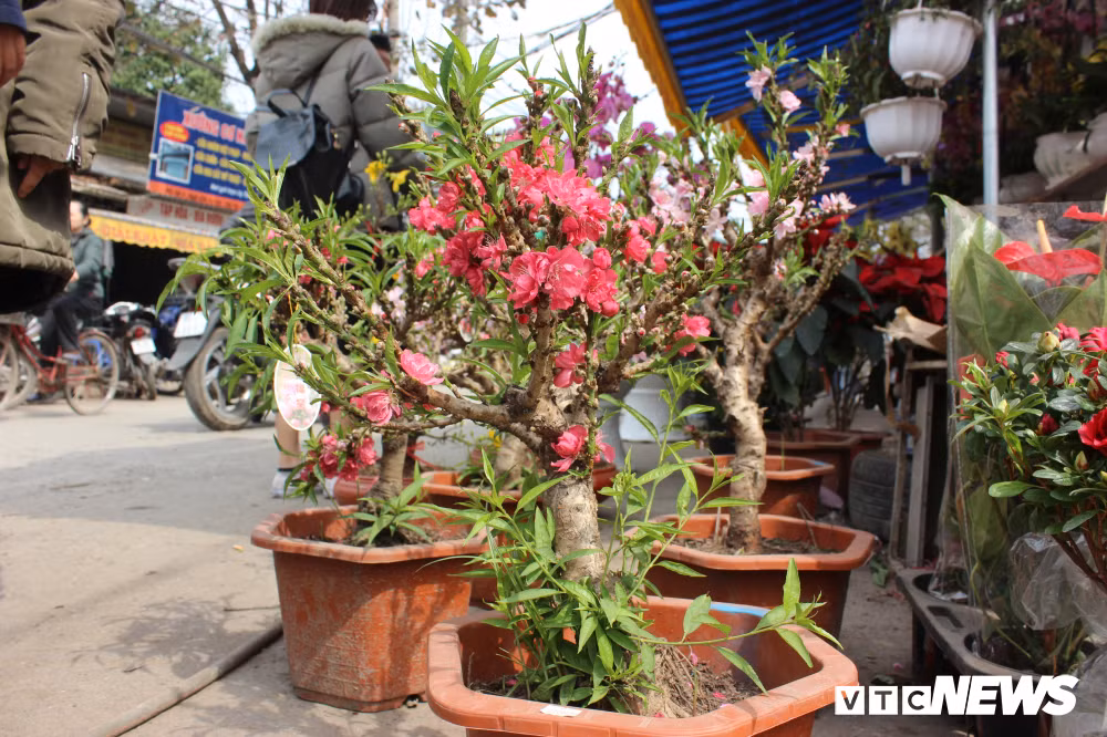 Hiện nay, rất nhiều nơi đang bán một loại đào "Thất Thốn" được giới thiệu là giống đào quý hiếm, dùng để tiến vua, hàng chính chủ ''made in Nhật Tân", song, người trồng đào Thất Thốn khẳng định đây là giống đào Trung Quốc rởm được nhập về rất rẻ nhưng giá bán ra rất đắt.