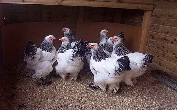 Gà Brahma lúc đầu mới nuôi cảm giác như những con gà ốm. Tầm 3-6 tháng nó thường rất gầy. Từ tháng thứ 7 bắt đầu phát triển bề ngang cơ thể. Và tháng thứ 8 bắt đầu sinh sản đều, với 20-30 quả trứng/lứa. Một năm gà mái Brahma đẻ khoảng 150-200 trứng. Ảnh: Đời sống pháp luật.