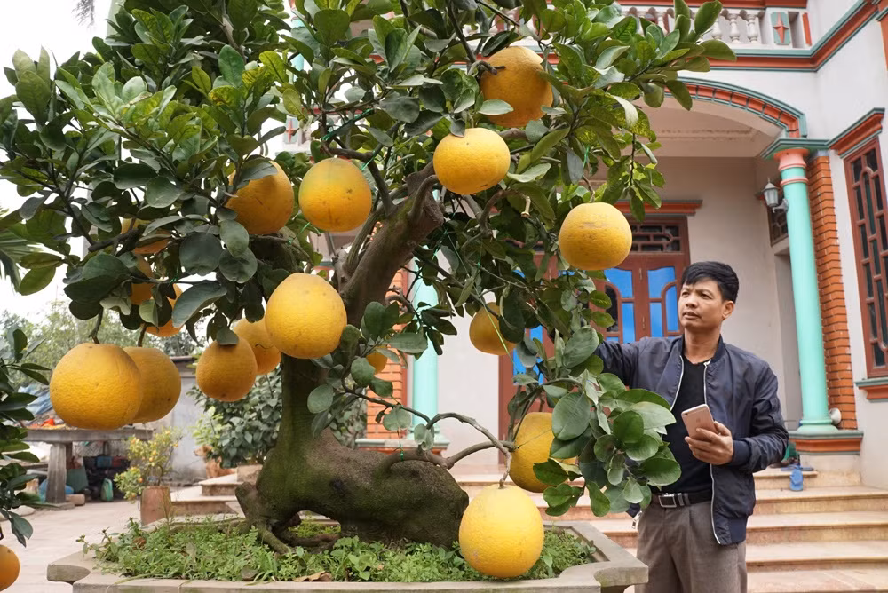 Cây bưởi cổ thụ dáng "trâu nằm" ở Văn Giang, Hưng Yên thuộc sở hữu của ông Đinh Xuân Tỉnh. Được biết, đây là một gốc bưởi Diễn được chủ nhân may mắn tìm được khi đi mua bưởi phôi cách đây vài năm. Ông Đinh Xuân Tỉnh giới thiệu về gốc bưởi dáng "trâu nằm" độc đáo. Nhìn mặt trước và mặt sau của thân cây có thể dễ dàng hình dung dáng một con trâu nằm nghỉ ngơi. 