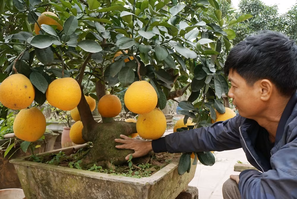 Ngoài ra, ông Tỉnh còn sở hữu cây bưởi "dáng rùa". 