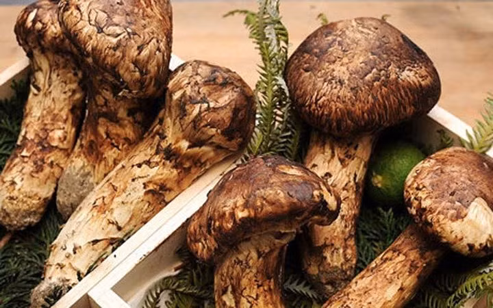 Nấm Matsutake, hay còn gọi là Tùng nhung, được xem là một trong những loại nấm đắt nhất thế giới (Ảnh: KT)