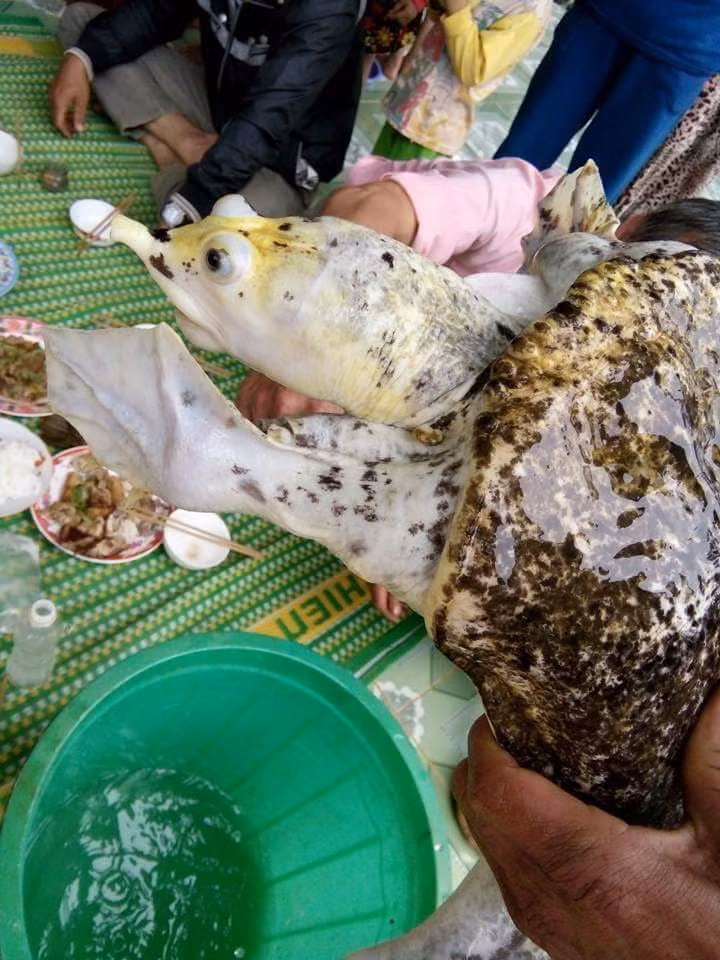 Con ba ba "lạ", nặng khoảng 3kg, toàn thân có màu trắng muốt, vỏ mềm, trên mai có rất nhiều đốm đen.