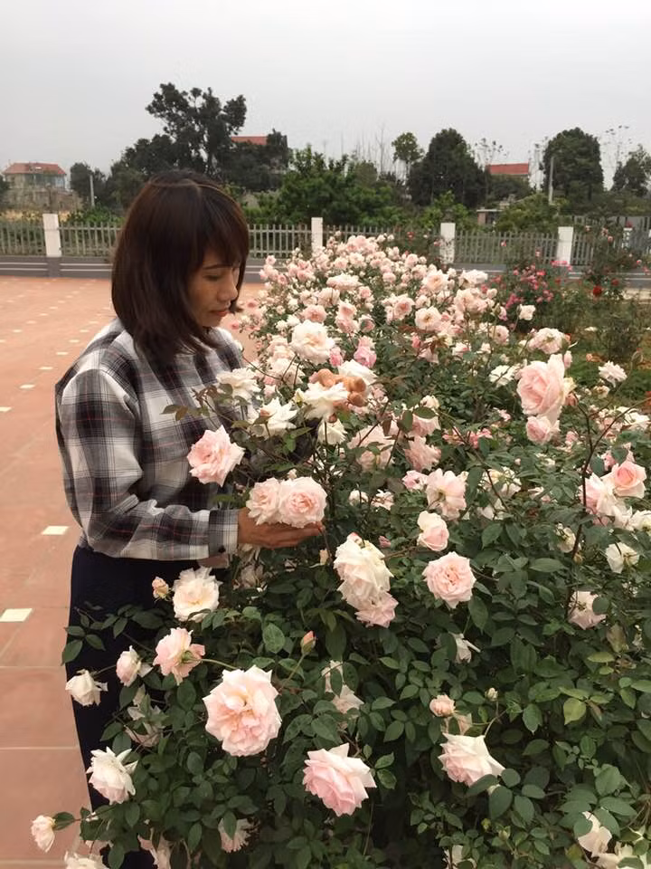 Ngôi nhà hoa hồng của chị Ánh Quyên khiến hội chị em "phát sốt phát rét" bởi hoa hồng trải từ cổng vào tận nhà. Quanh nhà và hiên sân, những bụi hồng đào cổ dìu dịu màu phấn hồng lãng mạn và tỏa hương ngào ngạt.