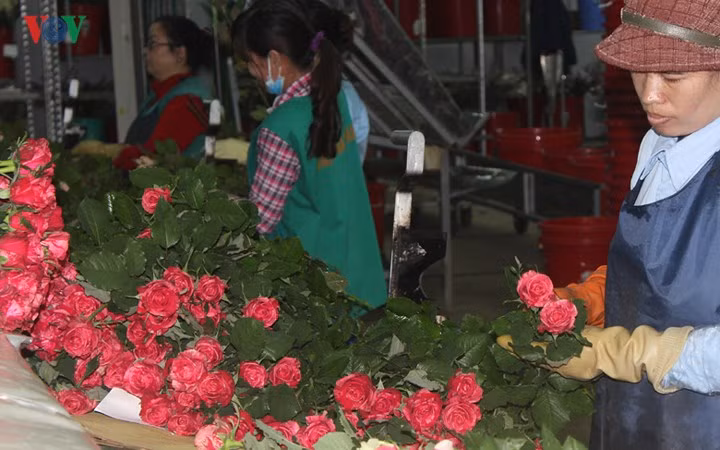 Đà Lạt nổi tiếng với hoa hồng. Nhiều loại hồng nhập khẩu có giá bán rất rẻ, chỉ vài nghìn đồng/cành