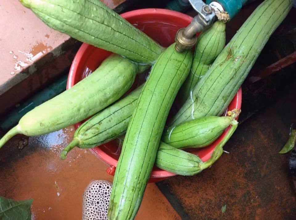 Cô Nga cho biết, do trồng trên vườn treo sân thượng tầng 4 nắng nóng, mỗi khi thu hoạch củ, quả cô thường ngâm trong nước 15 - 20 phút cho tươi mới chế biến.