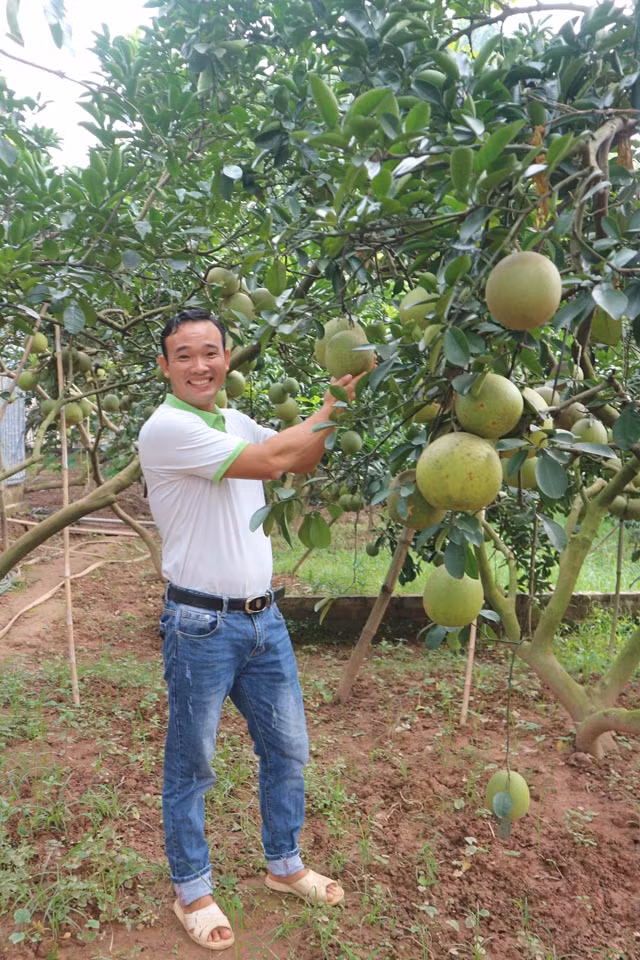 Phat hien thu vi cua ty phu ve giong buoi duong la