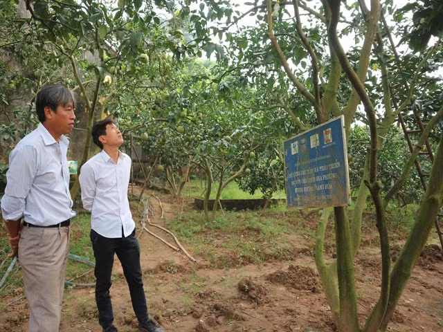 Phat hien thu vi cua ty phu ve giong buoi duong la-Hinh-3