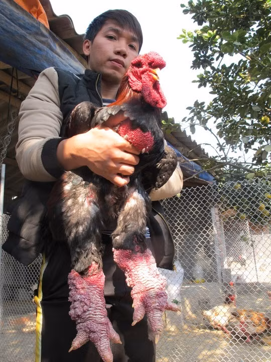 Anh Giang Tuấn Vũ, chủ trại gà ông Phúc, bên con gà trống nặng hơn 5 kg chuẩn bị giao cho khách hàng.