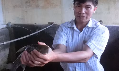 Cá anh vũ được nhân nuôi ở xã Sơn Vi, huyện Lâm Thao (Phú Thọ). Ảnh: NNVN.