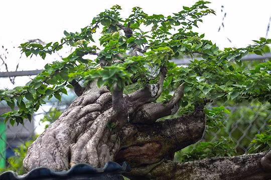 Ngam vuon bonsai cuc chat gia tram ty o Binh Dinh-Hinh-6