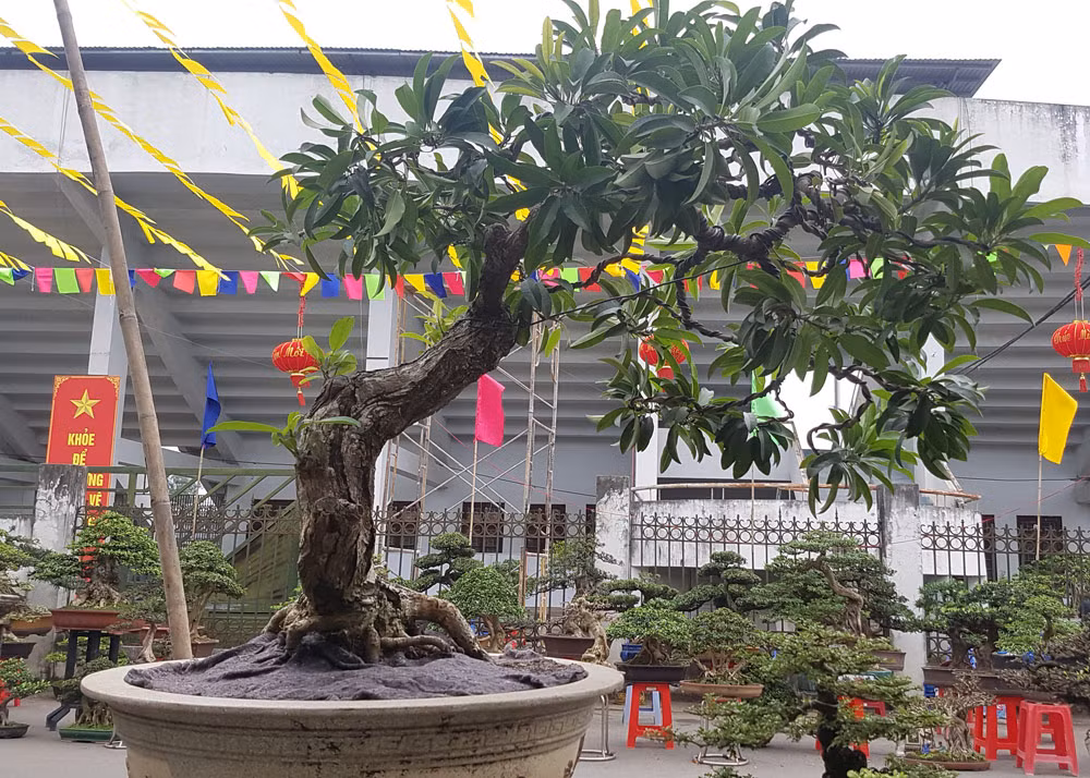 Cây hồng xiêm đến từ Bình Định được phát giá 45 triệu đồng.