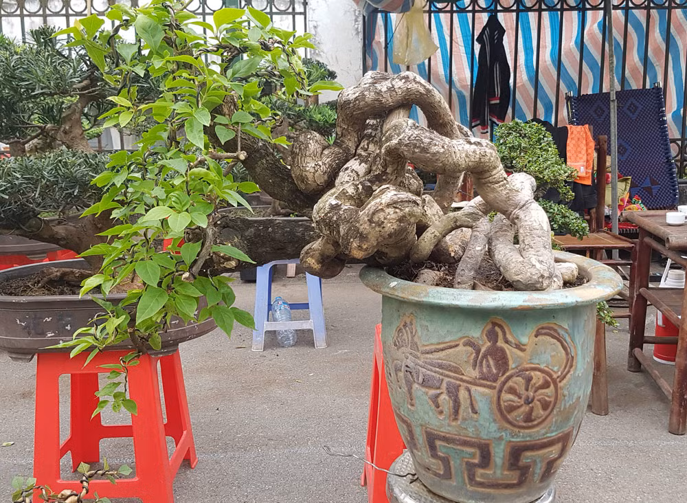 Cây hoa giấy Mỹ nổi tiếng với các bộ rễ kỳ quái, không giống ai.