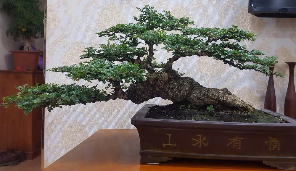 Một cây cần thăng già hàng chục năm tuổi nằm bò trên chậu tiểu cảnh được tạo thế bonsai.
