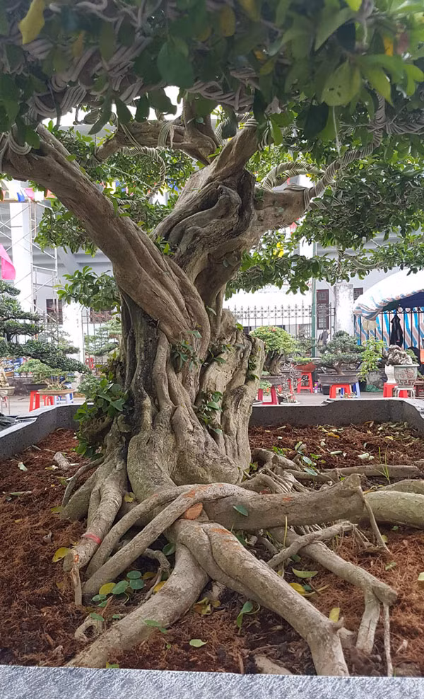 Những bộ rễ dài cả mét này bò trên chậu mang lại tiền trăm triệu cho các chủ cây.