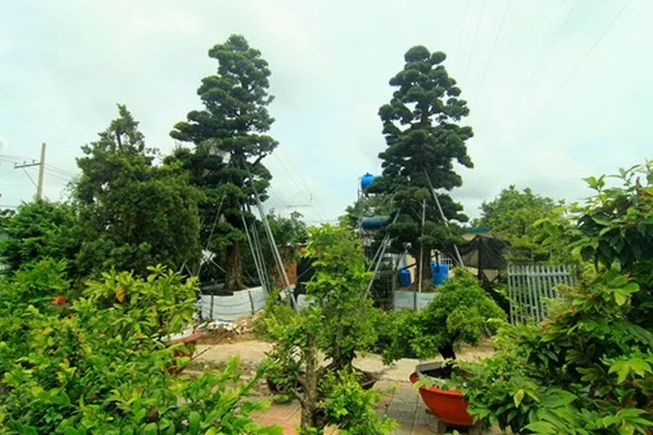 Loat cay canh gia tien ty tai Viet Nam-Hinh-8