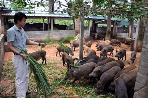 Tại hệ thống trang trại lợn rừng quy mô hơn 12.000 con, luôn có hơn 100 công nhân chăn nuôi lành nghề túc trực chăm sóc, phục vụ đàn lợn, mục đích cuối cùng nhằm tạo ra sản phẩm thịt ngon, sạch, chất lượng tốt nhất đến tay “thượng đế”.