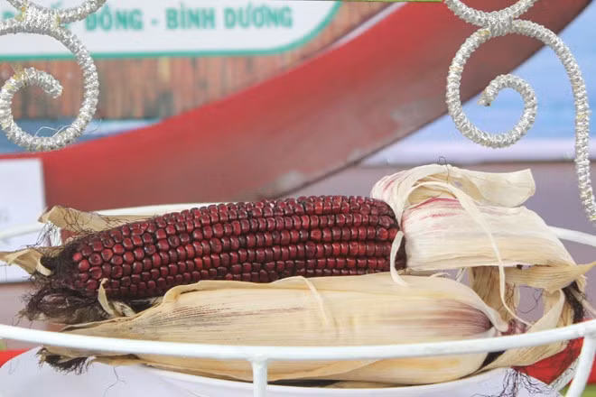 Tan mat ngam qua doc, di do ve Sai Gon-Hinh-7
