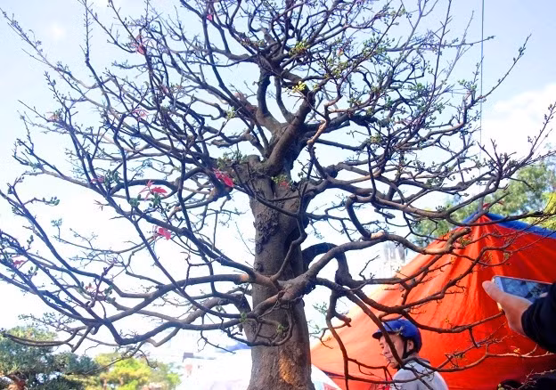Gốc mai có tuổi đời trên 130 năm. Gốc mai có tuổi đời trên 130 năm.