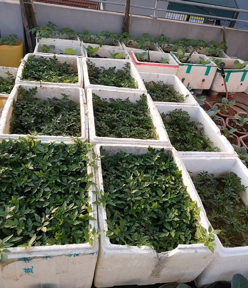 Ngoài trồng khoai tây, chị còn trồng thêm rau cần vào 14 chiếc thùng xốp.