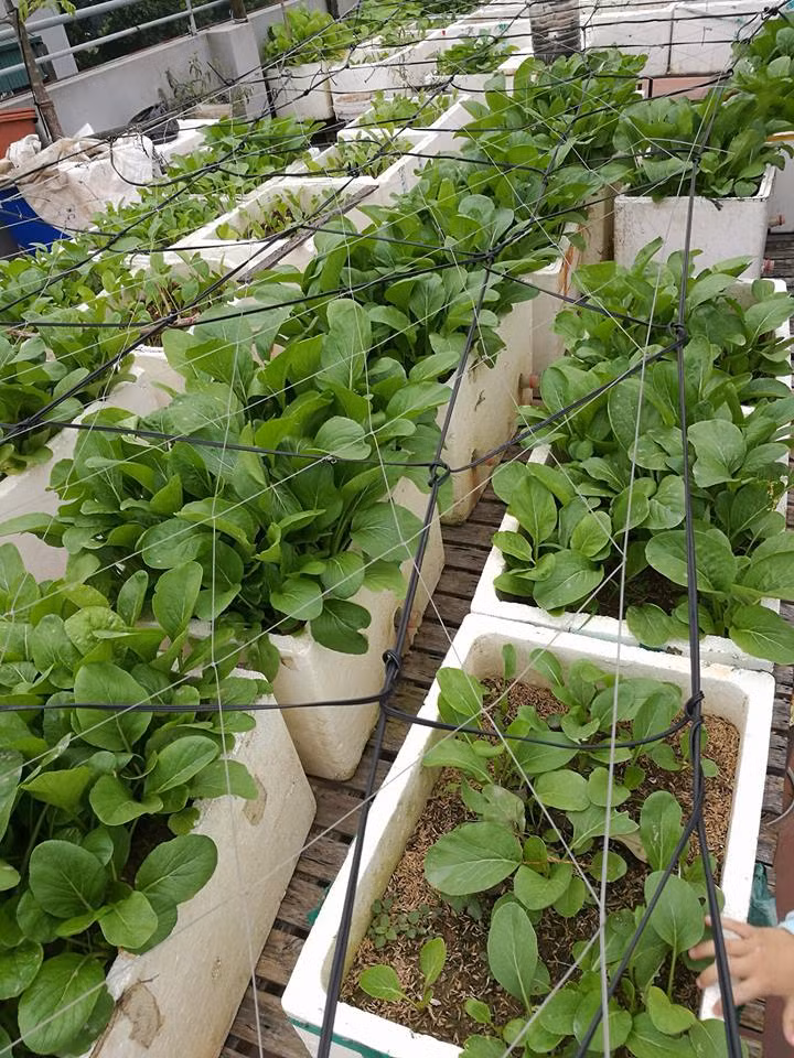 Rau cải canh, cải ngọt.