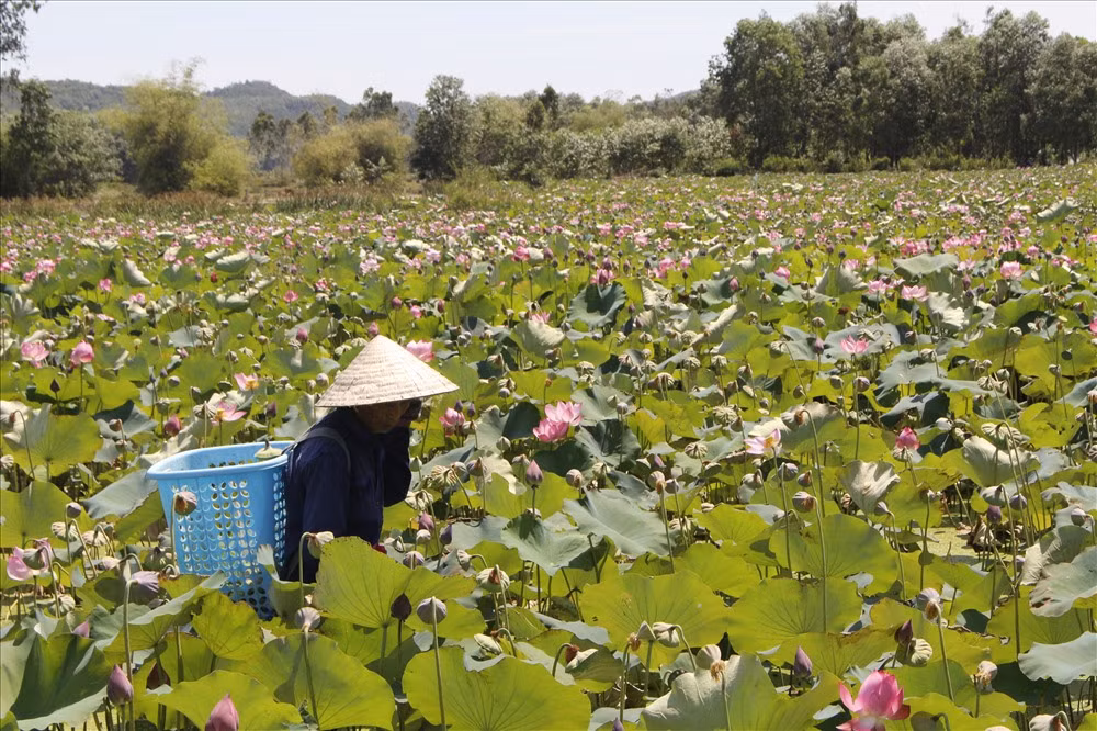 Những cánh đồng sen “hái ra tiền” ở Duy Xuyên, Quảng Nam - Hình 3 Nhung canh dong sen “hai ra tien” o Duy Xuyen, Quang Nam-Hinh-3