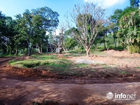 Các cây cảnh đang được trồng lại sau khi kỳ họp thứ 4 HĐND tỉnh Thừa Thiên - Huế ban hành nghị quyết số 08.