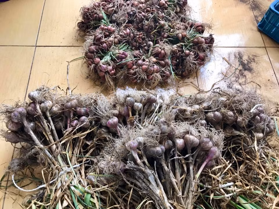 Trời sắp sang đông, chị dọn vườn, cuốc đất, rắc một lớp phân rồi rải cỏ đã cắt chờ qua đông.