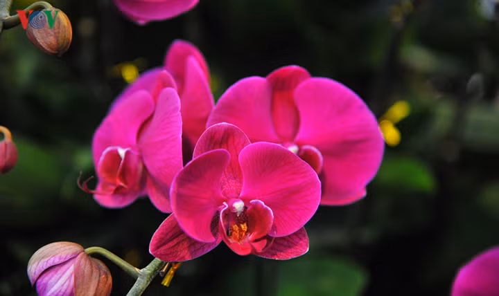 Nếu được chăm sóc tốt, khách có thể thưởng thức vẻ đẹp của chậu hoa lan này tới vài tháng.