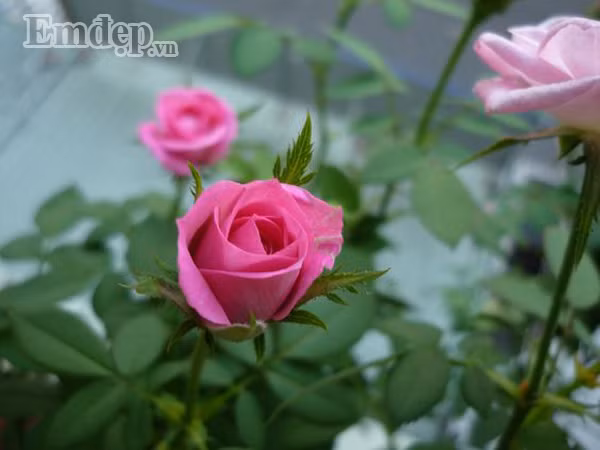 Hồng spray rose (hồng nội).