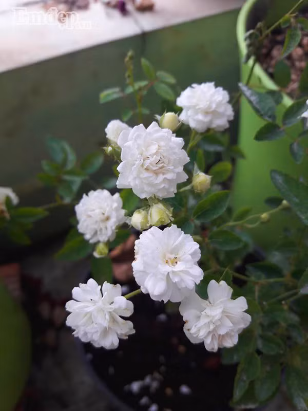 Hồng bạch trà khoe sắc trên ban công.