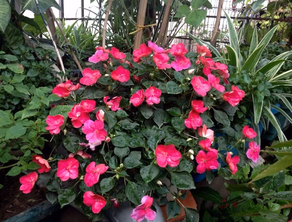 Vuon treo 10m2 tran ngap hoa tren san thuong tang 4-Hinh-9