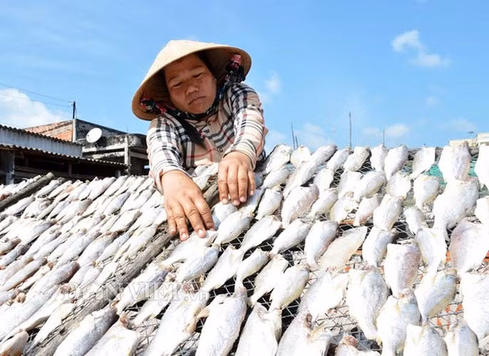 Mỗi ngày, các cơ sở sản xuất lớn nhỏ có thể cung cấp cho thị trường tầm 2 - 3 tấn khô các loại. Ảnh: Dân Việt.